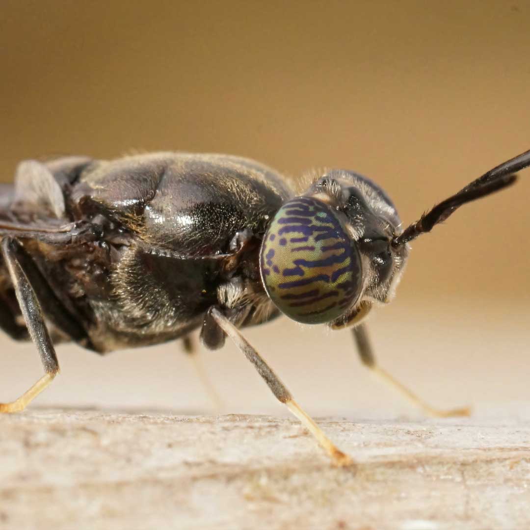 Hermetia illucens