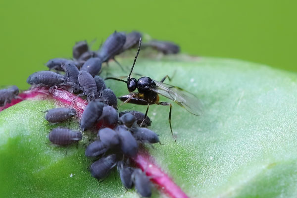Conscious Pest Management
