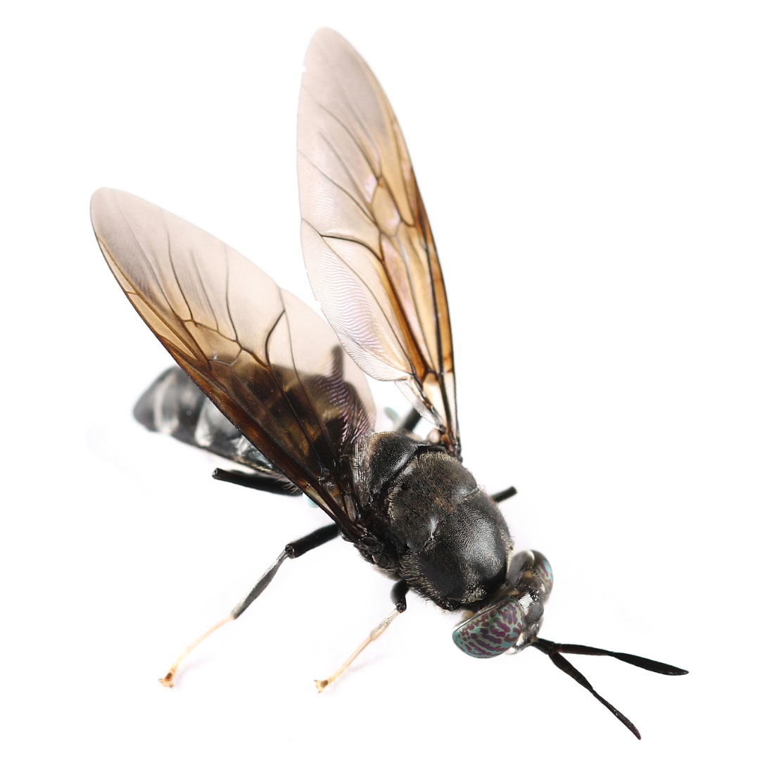 Micratena AC | Edible Insects in Mexican Culture