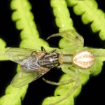Araña cangrejo cazando a una mosca domestica.