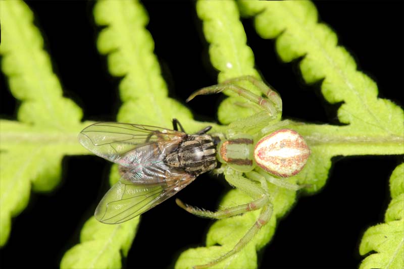 Araña cangrejo cazando a una mosca domestica.