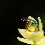 Ceratina sp. Abeja carpintera en flor del Chayote