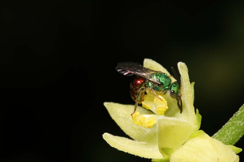 Ceratina sp. Abeja carpintera en flor del Chayote