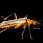 Chauliognathus sp. Escarabajo Soldado