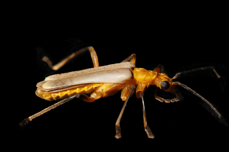 Chauliognathus sp. Escarabajo Soldado