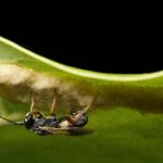 Chelonus sp. avispa parasitoide