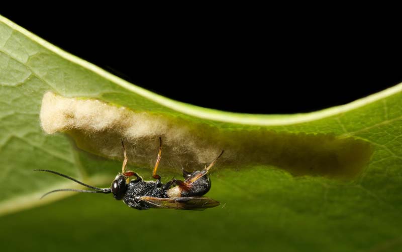 Chelonus sp. avispa parasitoide