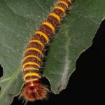 Larva de mariposa del genero Pyrrhopyge sp.