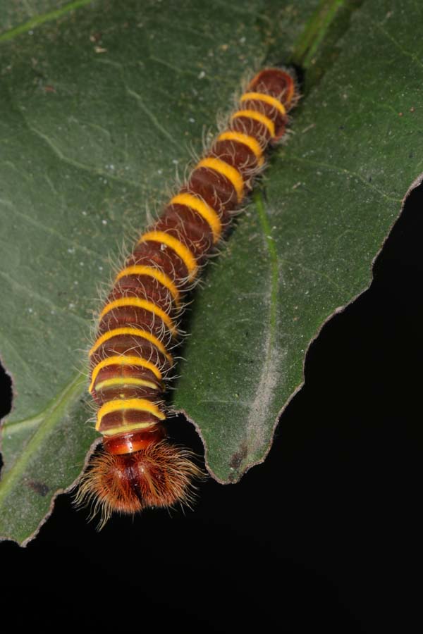 Larva de mariposa del genero Pyrrhopyge sp.