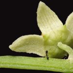 Hormiga en flor de chayote