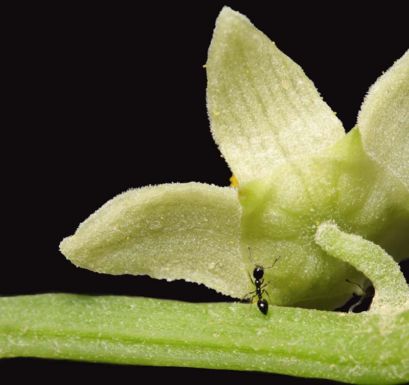 Hormiga en flor de chayote