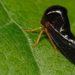 Hyphinoe sp. posado en una hoja