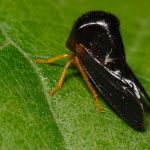 Hyphinoe sp. posado en una hoja