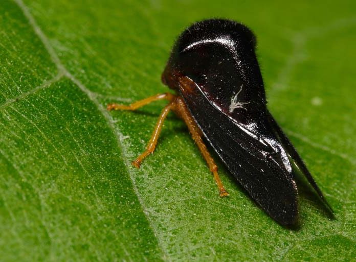 Hyphinoe sp. posado en una hoja