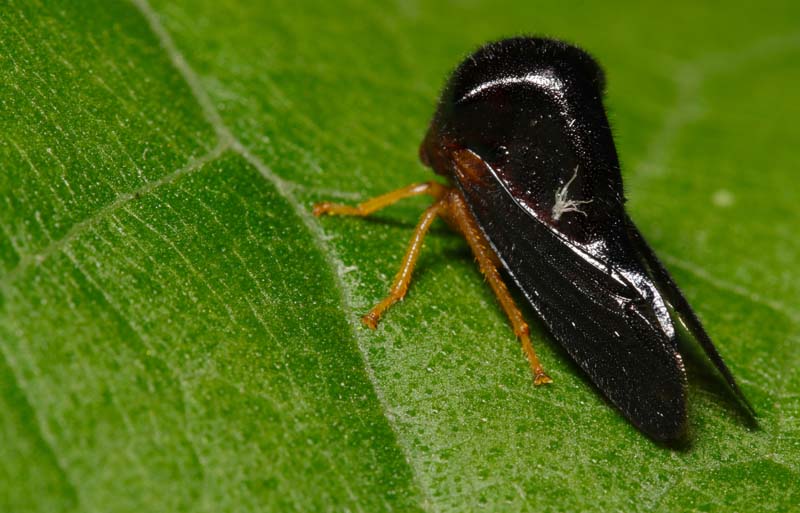Hyphinoe sp. posado en una hoja