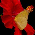 Phoebis sp. en flor roja