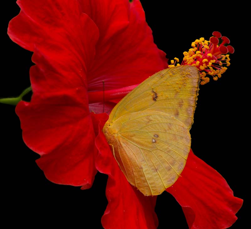 Phoebis sp. en flor roja