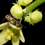 Trigonopeltastes sp. en flor de Chayote
