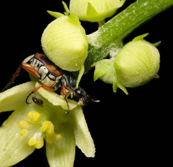 Trigonopeltastes sp. en flor de Chayote