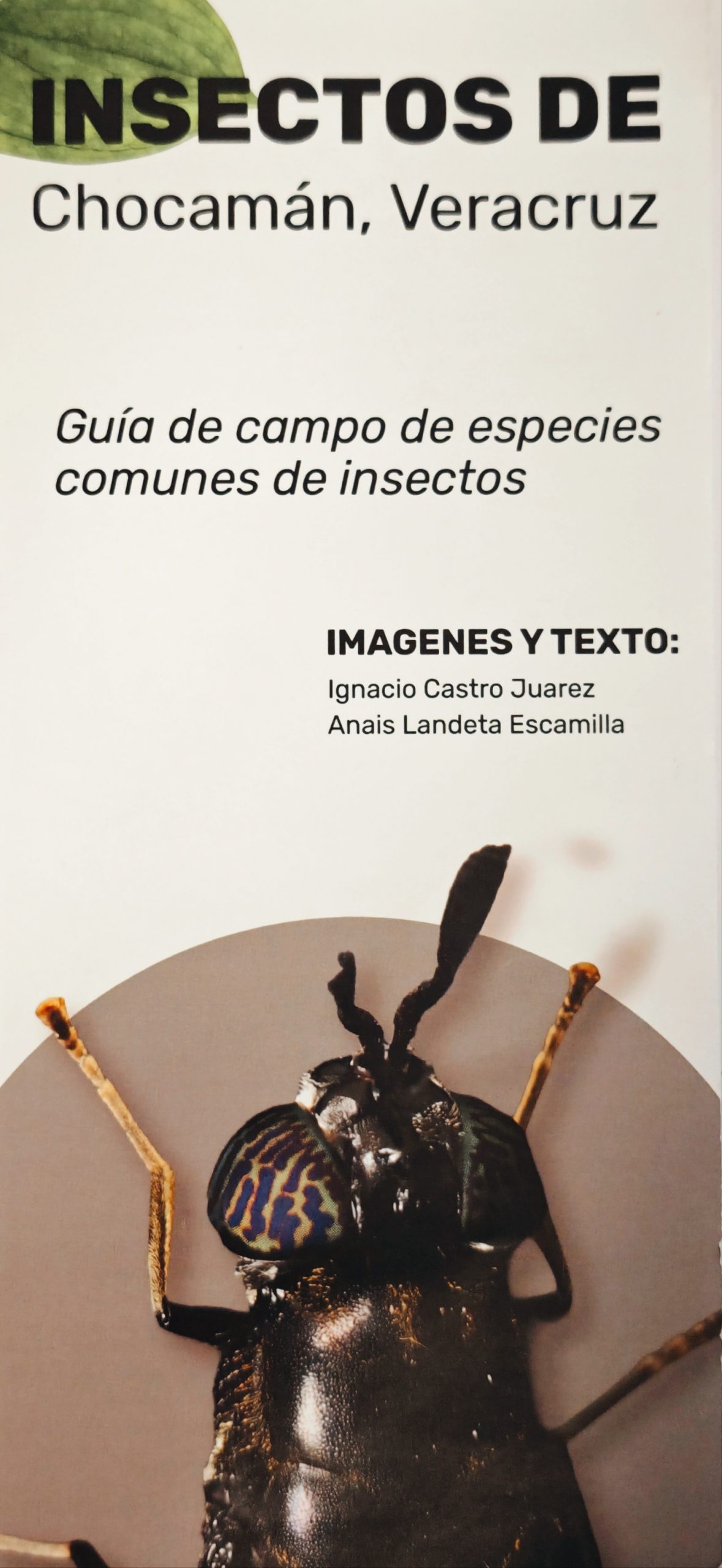 Chocamán Insect Field Guide